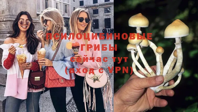 Галлюциногенные грибы Psilocybe  Ялта 